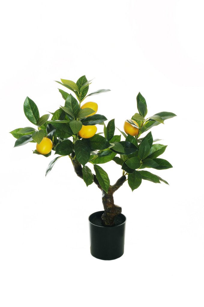Déco Lemon - Petit arbre 50cm